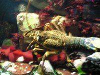 Click to see big picture (2048x1536 pixels; 680 KB)