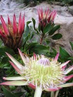 Click to see big picture (1536x2048 pixels; 631 KB)