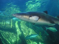 Click to see big picture (2048x1536 pixels; 684 KB)