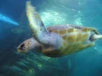 Click to see big picture (2048x1536 pixels; 720 KB)