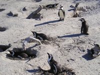 Click to see big picture (2048x1536 pixels; 686 KB)