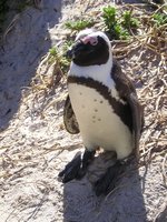 Click to see big picture (1536x2048 pixels; 661 KB)