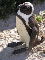 Click to see big picture (1536x2048 pixels; 648 KB)