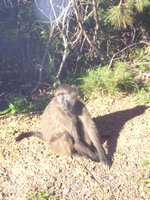 Click to see big picture (1536x2048 pixels; 679 KB)