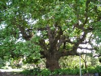 Click to see big picture (2048x1536 pixels; 735 KB)