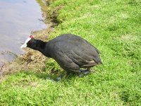 Click to see big picture (2048x1536 pixels; 694 KB)