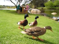 Click to see big picture (2048x1536 pixels; 667 KB)