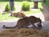 Click to see big picture (2048x1536 pixels; 675 KB)