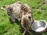 Click to see big picture (2048x1536 pixels; 707 KB)