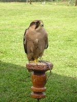 Click to see big picture (1536x2048 pixels; 670 KB)