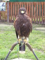 Click to see big picture (1536x2048 pixels; 652 KB)