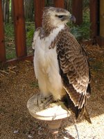 Click to see big picture (1536x2048 pixels; 650 KB)