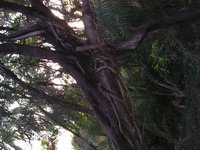 Click to see big picture (2048x1536 pixels; 704 KB)