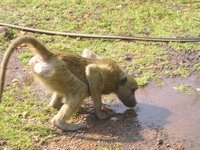 Click to see big picture (2048x1536 pixels; 678 KB)