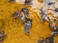 Klikni pro zv�t�en� na obrazovku