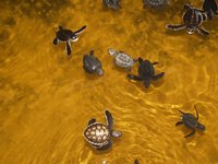 Klikni pro zv�t�en� na obrazovku