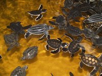 Klikni pro zv�t�en� na obrazovku