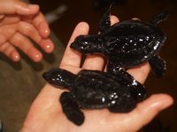 Klikni pro zv�t�en� na obrazovku