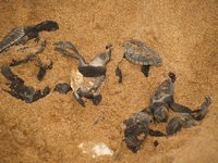 Klikni pro zv�t�en� na obrazovku