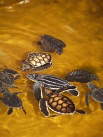 Klikni pro zv�t�en� na obrazovku